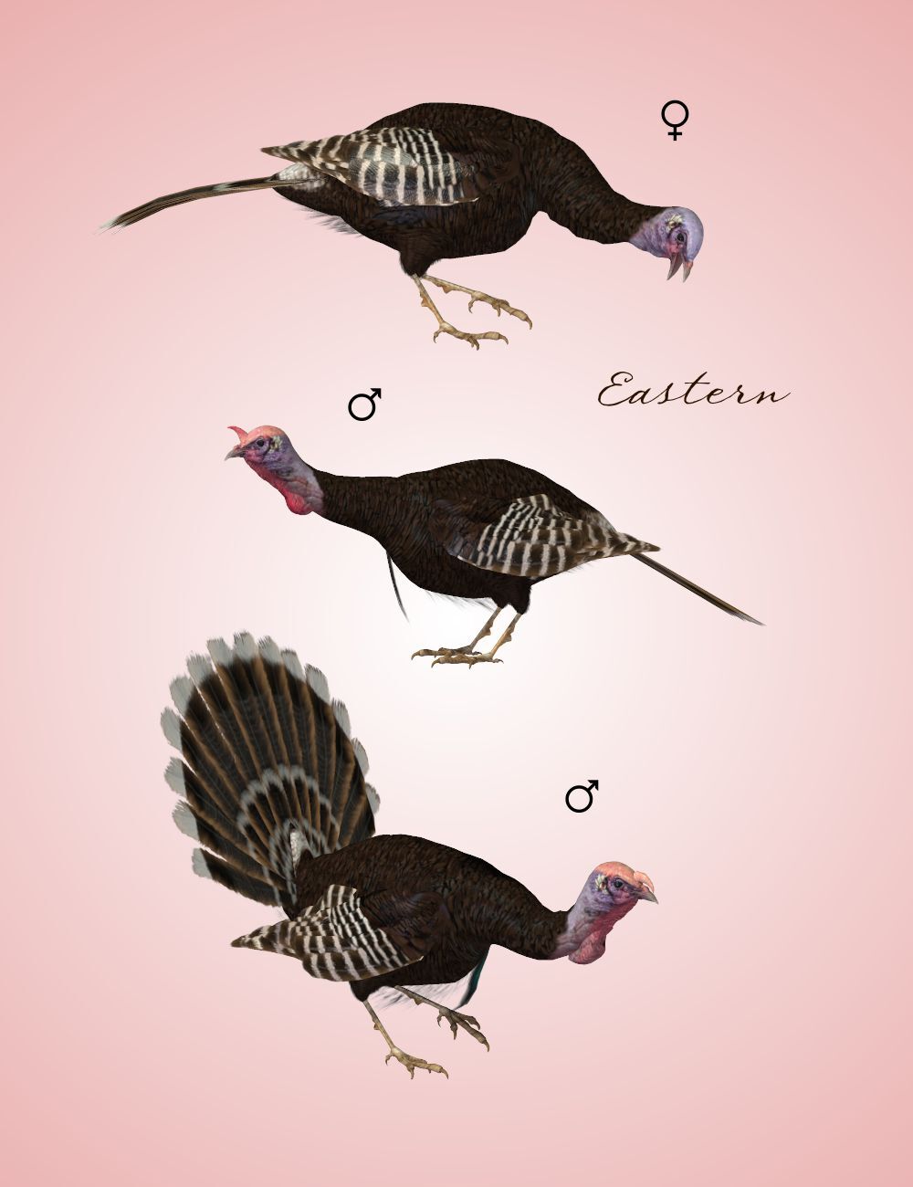 Songbird ReMix Wild Turkey by N/A