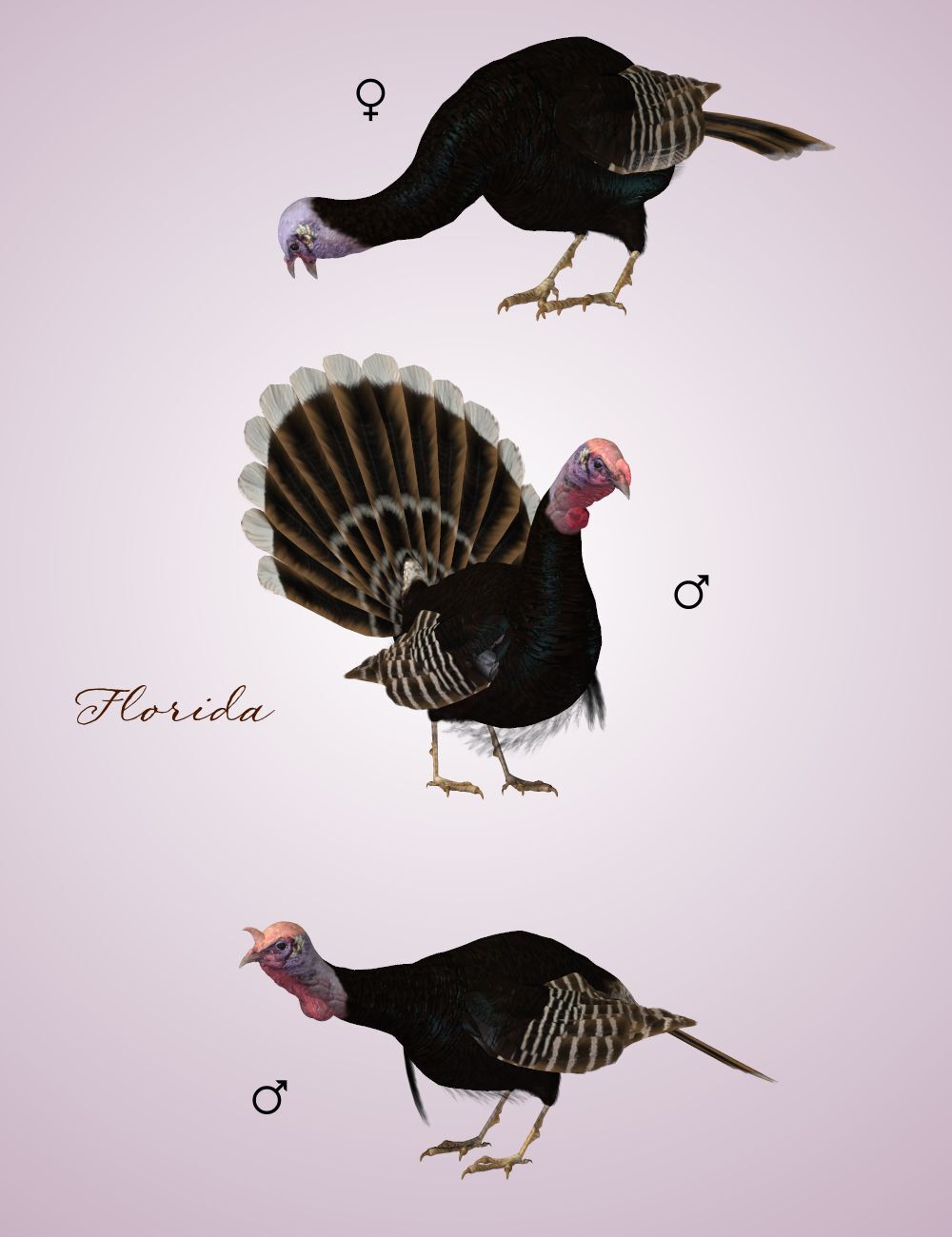 Songbird ReMix Wild Turkey by N/A
