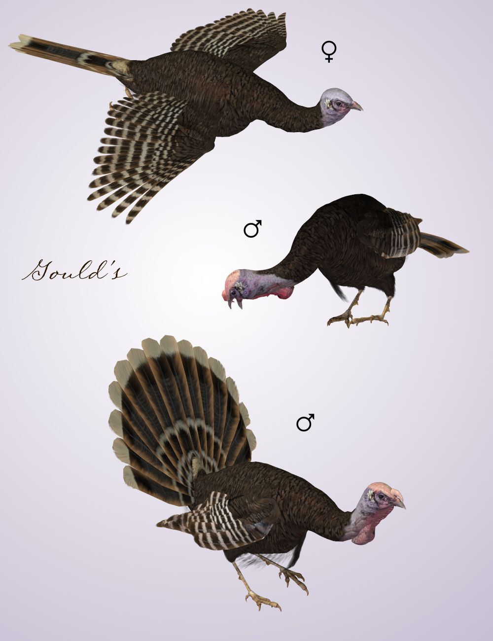 Songbird ReMix Wild Turkey by N/A