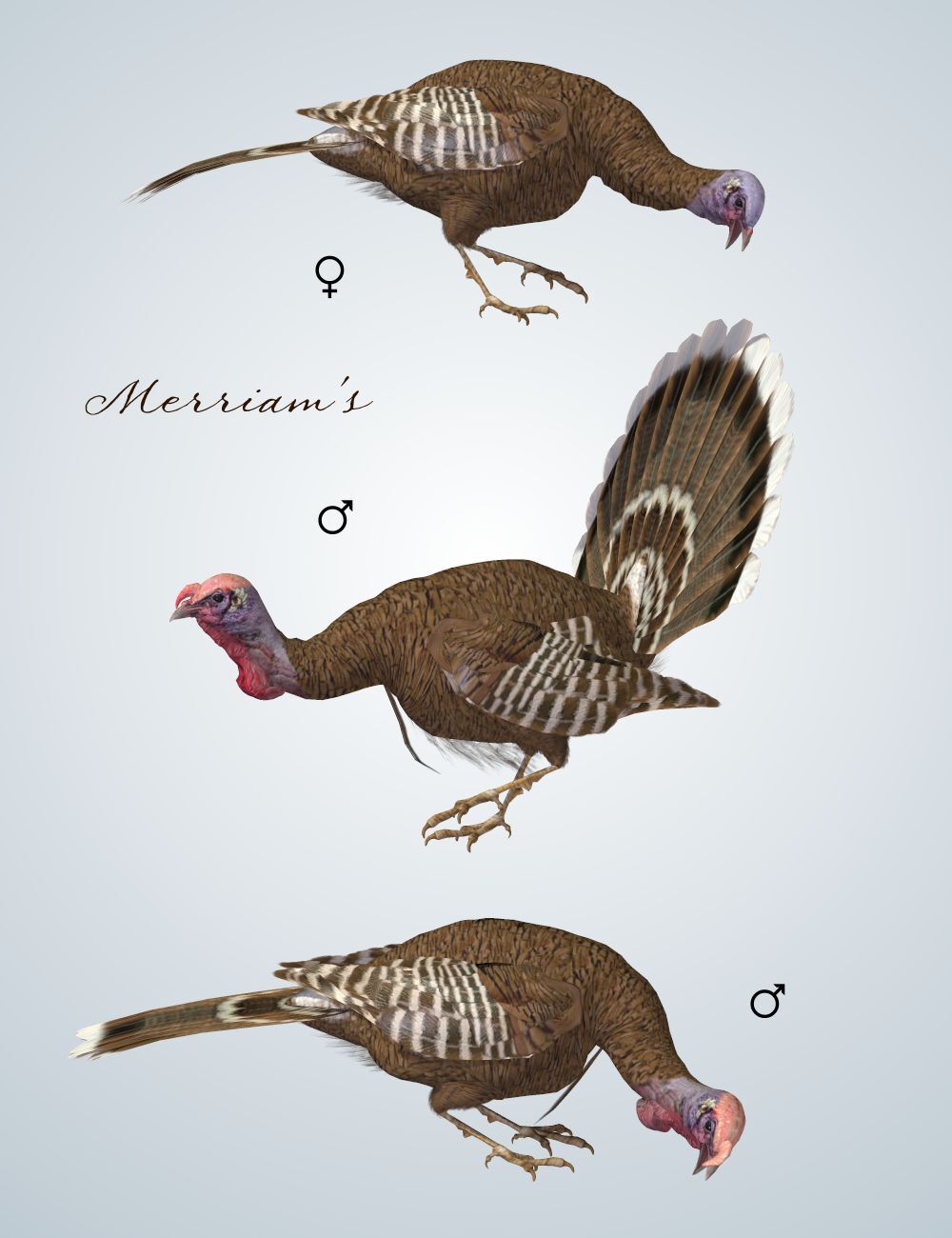 Songbird ReMix Wild Turkey by N/A