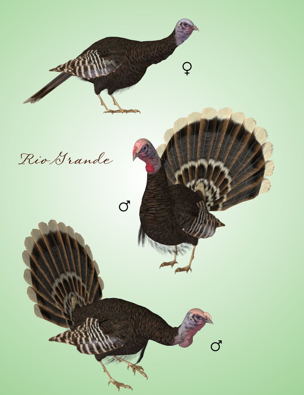 Songbird ReMix Wild Turkey by N/A