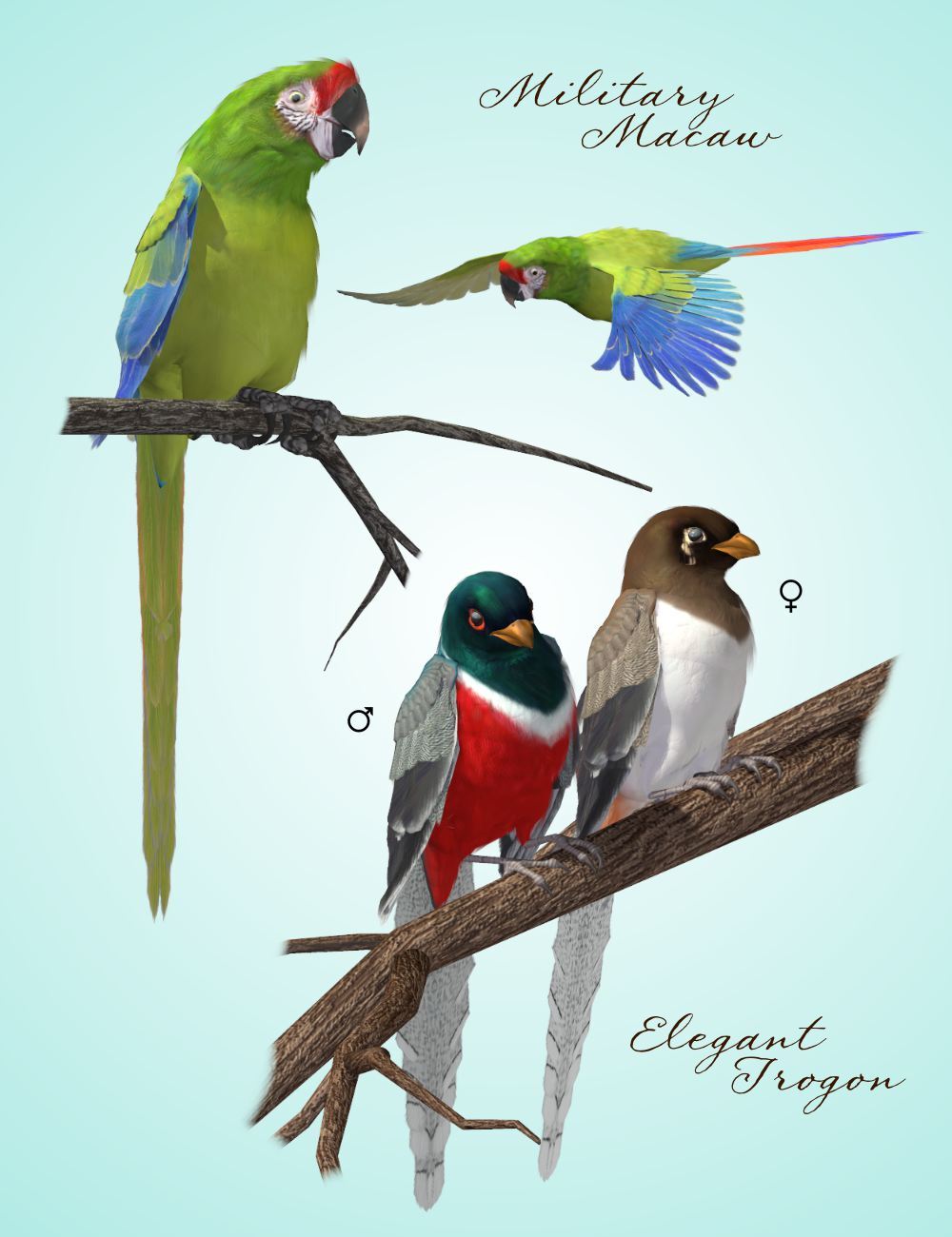 Songbird ReMix Yucatan by N/A