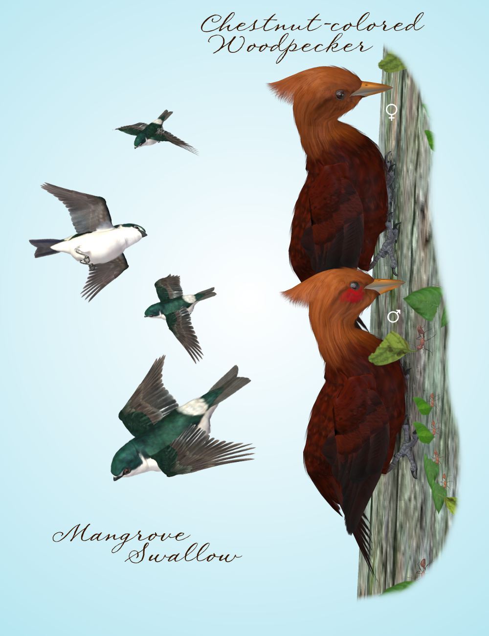 Songbird ReMix Yucatan by N/A