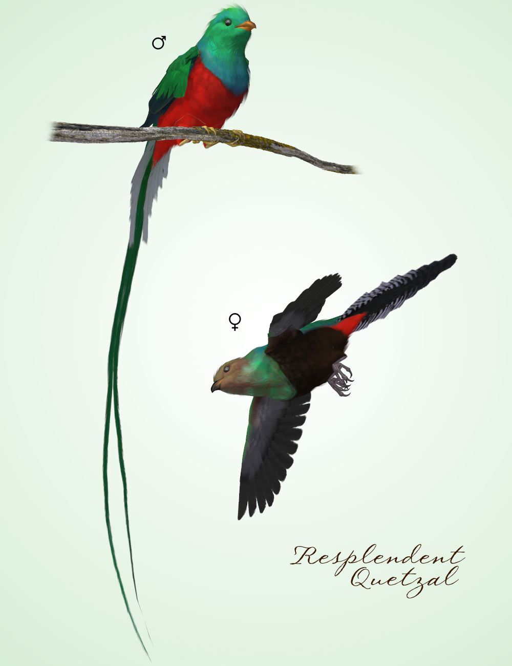 Songbird ReMix Yucatan by N/A