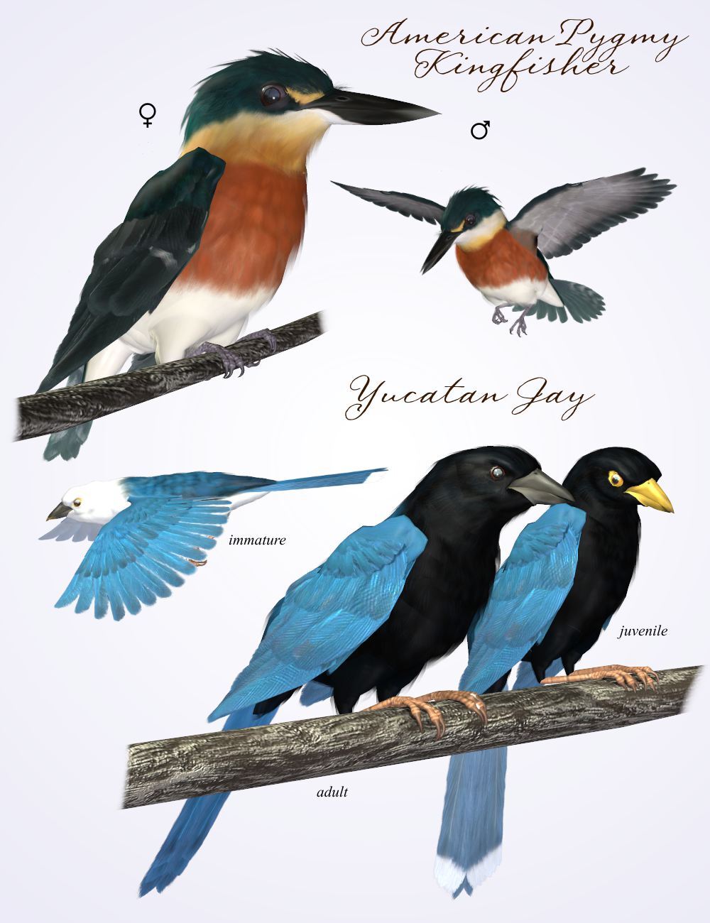 Songbird ReMix Yucatan by N/A