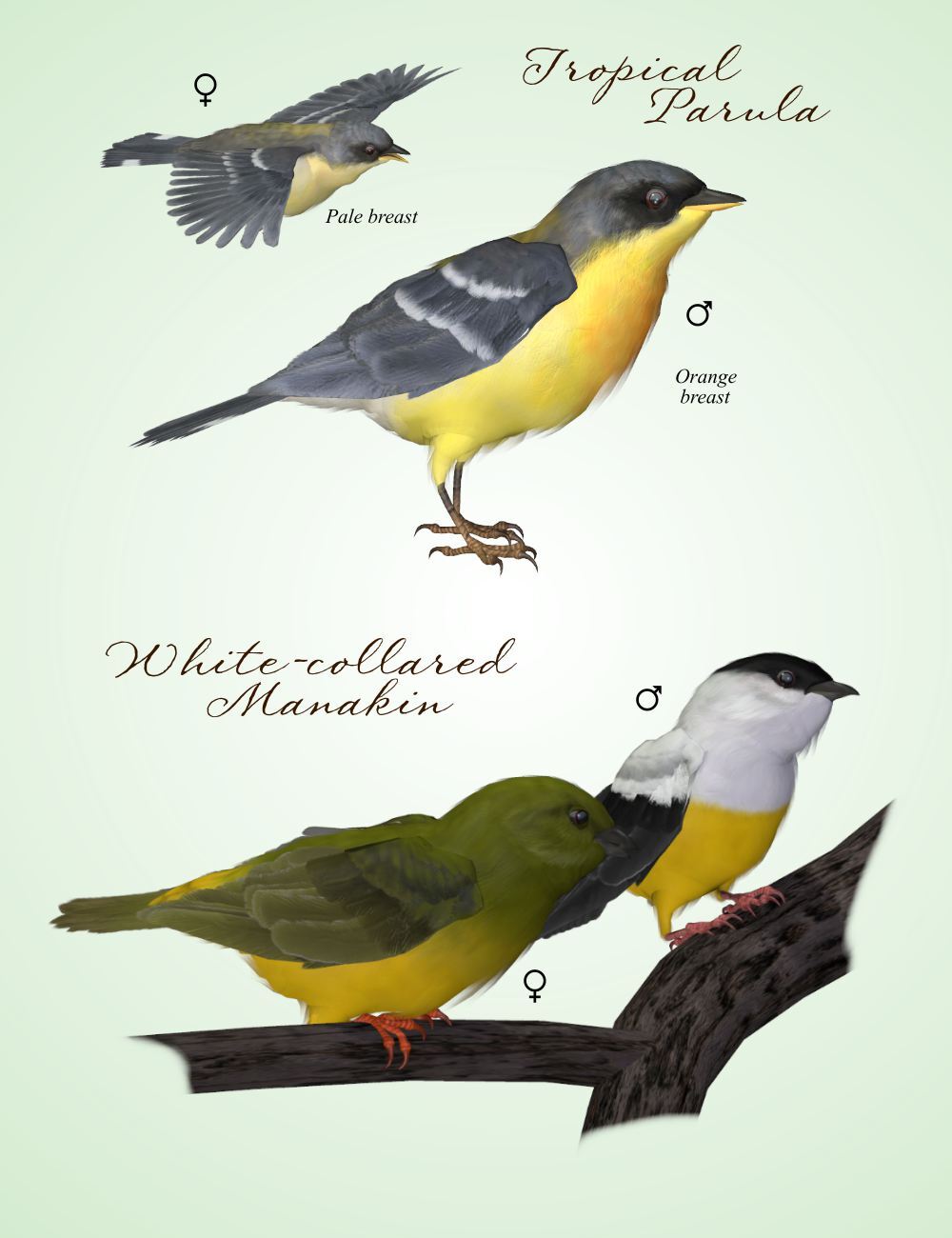 Songbird ReMix Yucatan by N/A