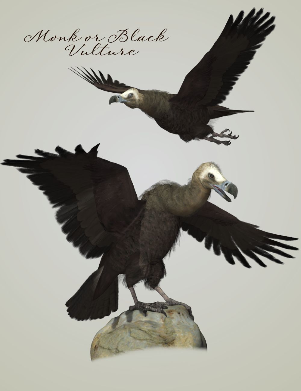 Songbird ReMix Vultures by N/A