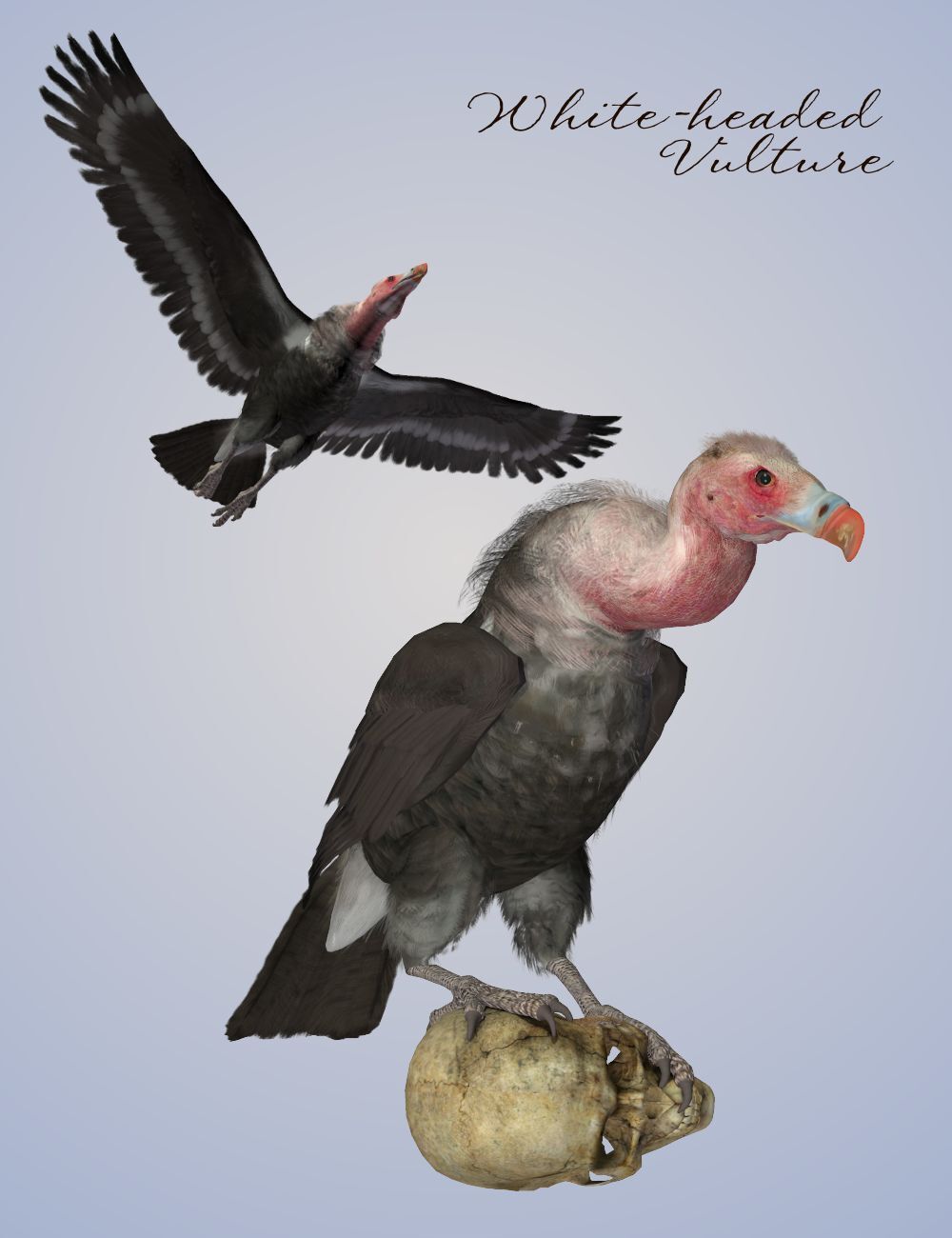 Songbird ReMix Vultures by N/A