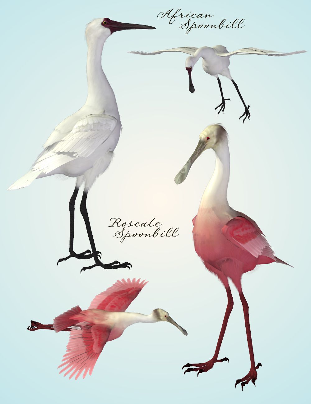 Songbird ReMix Shorebirds Vol 1 - Wading Birds by N/A