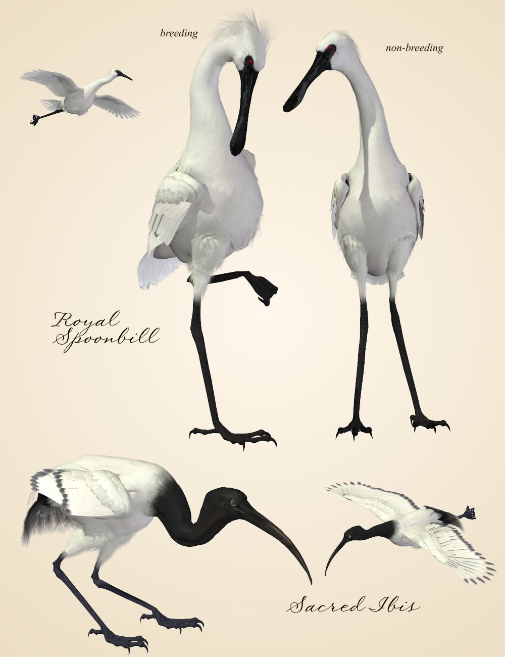 Songbird ReMix Shorebirds Vol 1 - Wading Birds by N/A