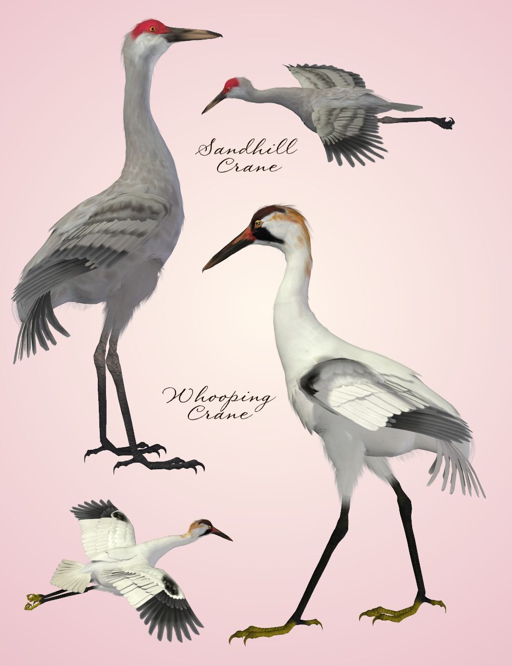 Songbird ReMix Shorebirds Vol 1 - Wading Birds by N/A