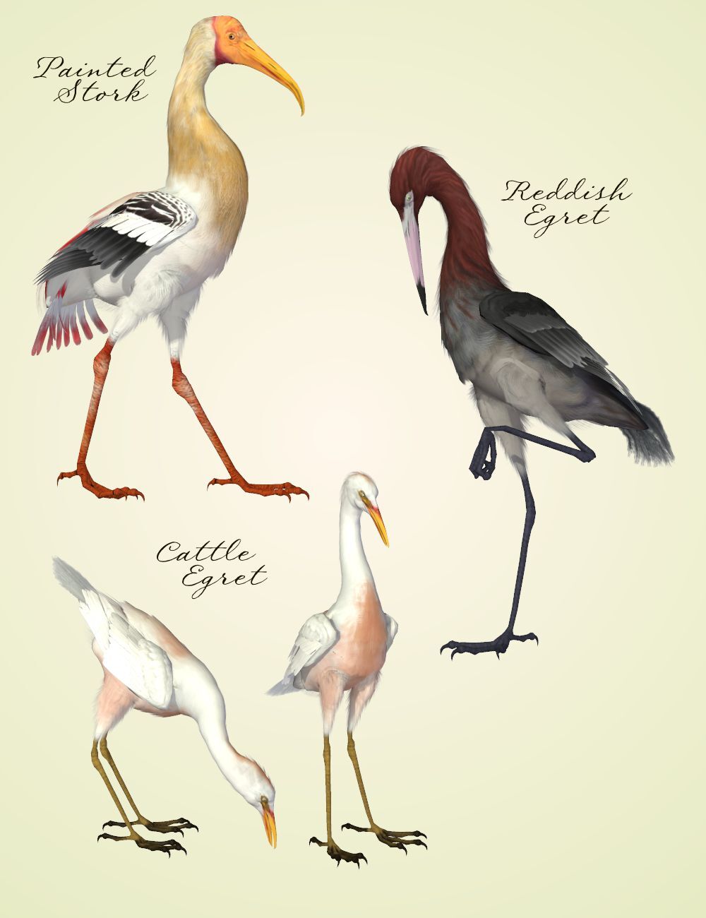 Songbird ReMix Shorebirds Vol 1 - Wading Birds by N/A
