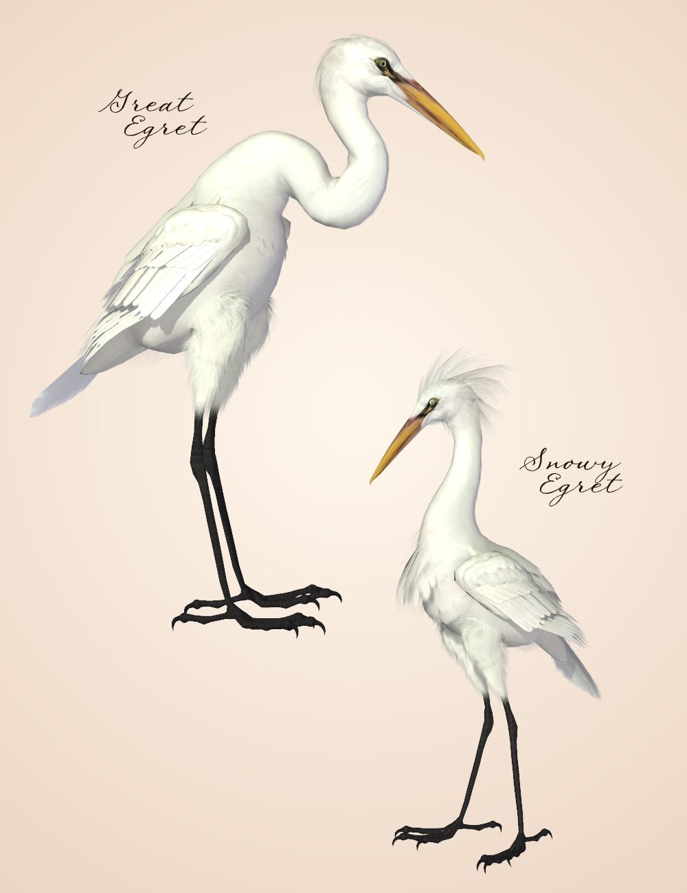 Songbird ReMix Shorebirds Vol 1 - Wading Birds by N/A