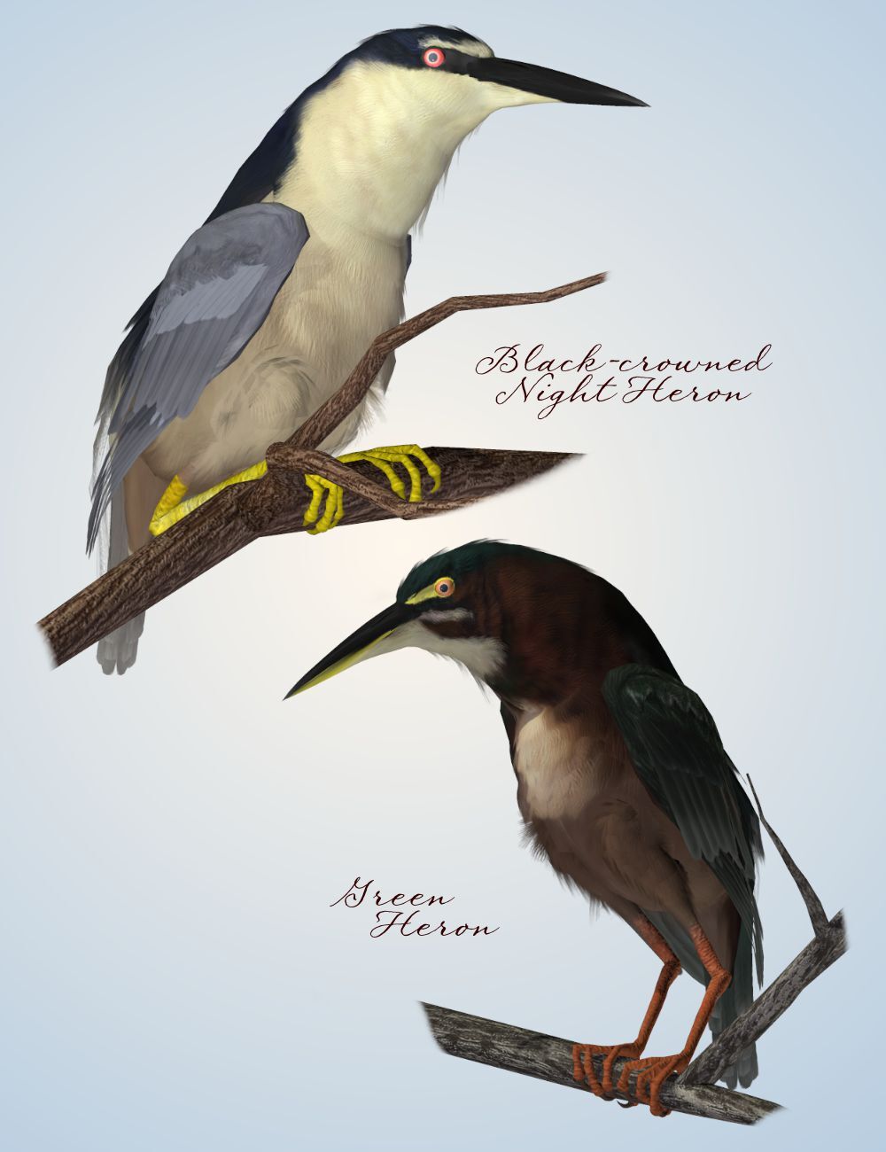 Songbird ReMix Shorebirds Vol 2 - Herons & Bitterns by N/A