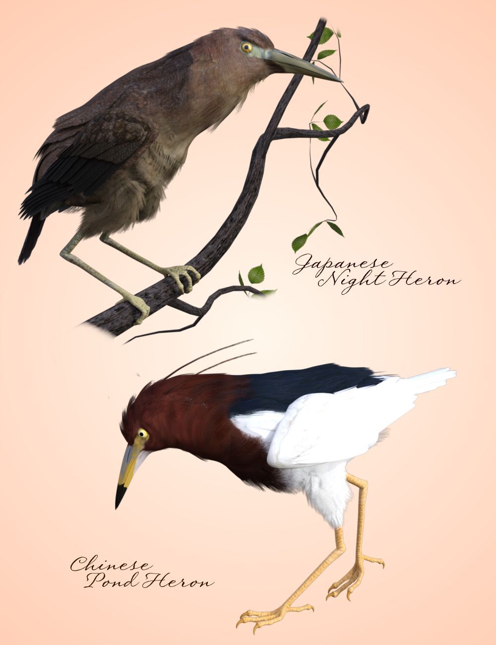 Songbird ReMix Shorebirds Vol 2 - Herons & Bitterns by N/A