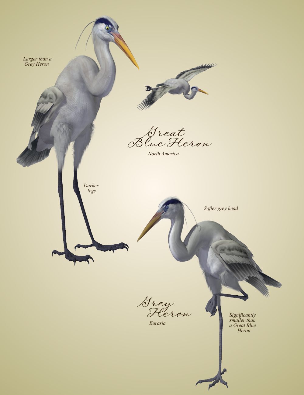 Songbird ReMix Shorebirds Vol 2 - Herons & Bitterns by N/A