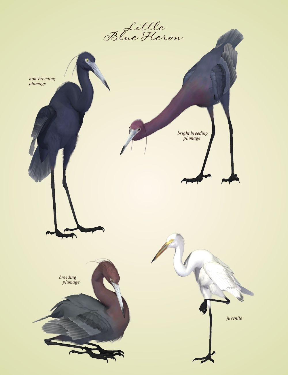 Songbird ReMix Shorebirds Vol 2 - Herons & Bitterns by N/A