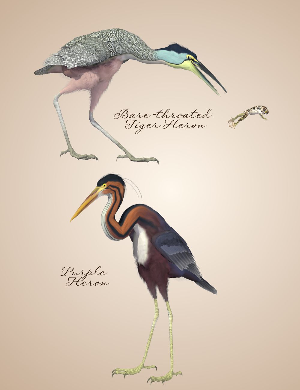 Songbird ReMix Shorebirds Vol 2 - Herons & Bitterns by N/A