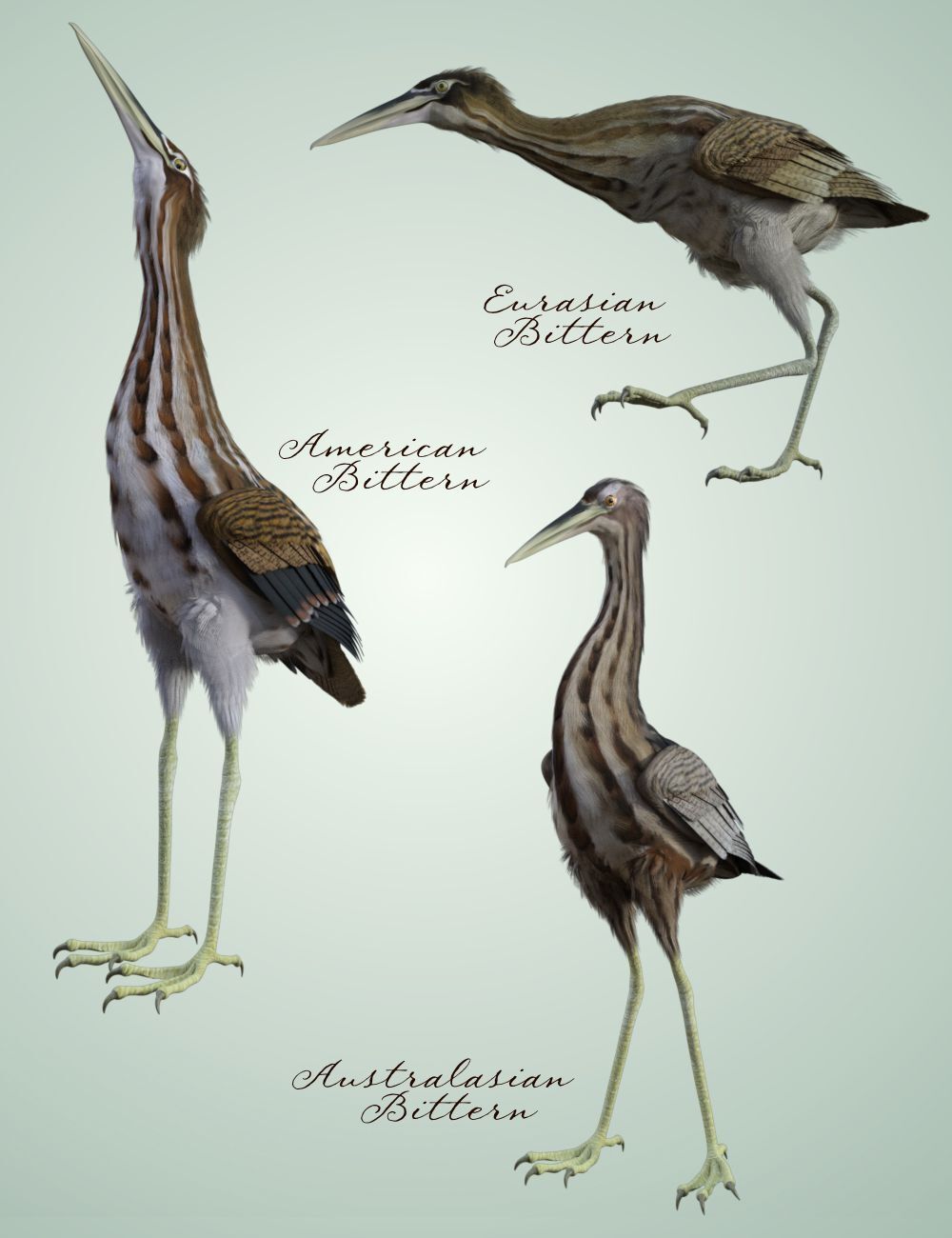 Songbird ReMix Shorebirds Vol 2 - Herons & Bitterns by N/A