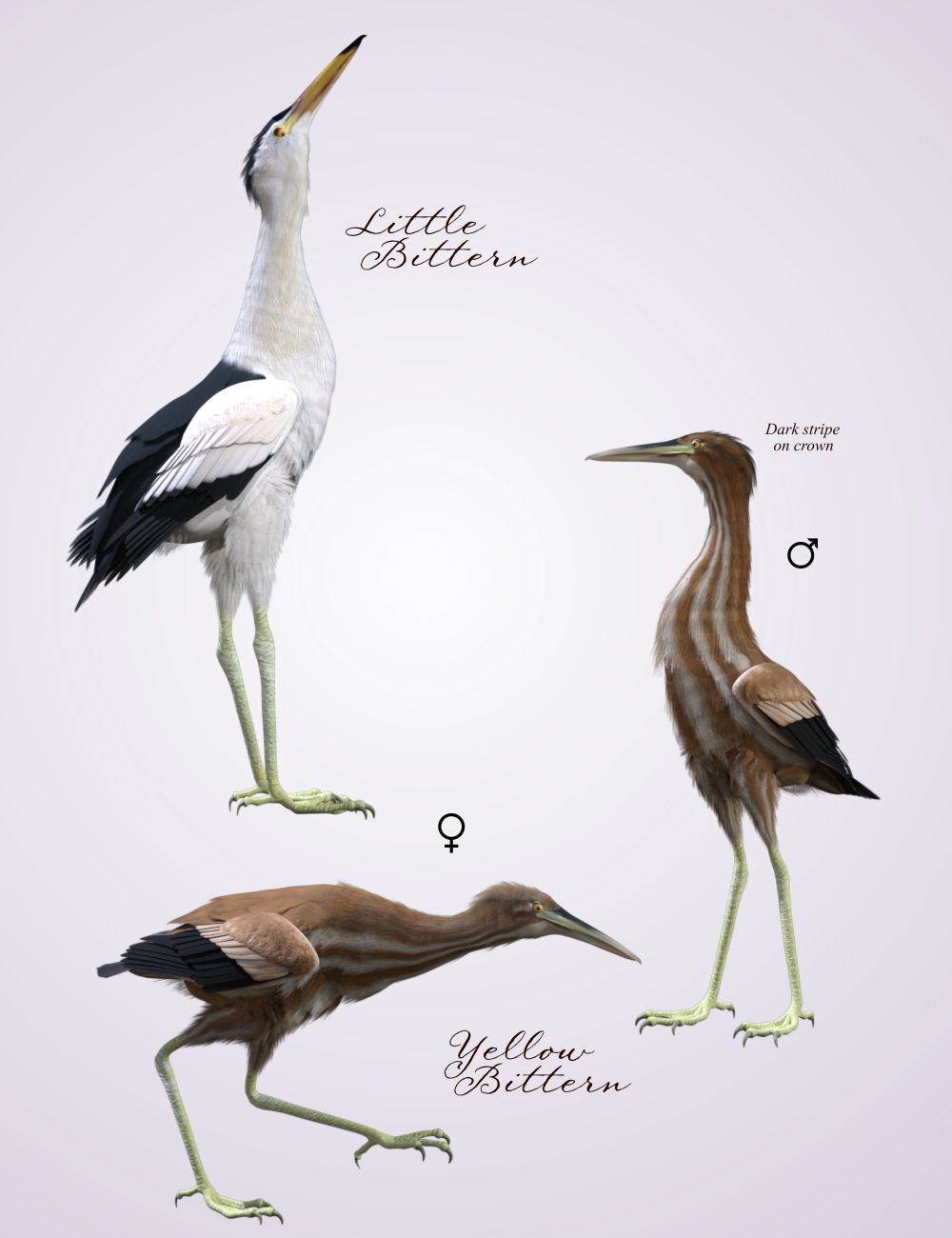 Songbird ReMix Shorebirds Vol 2 - Herons & Bitterns by N/A