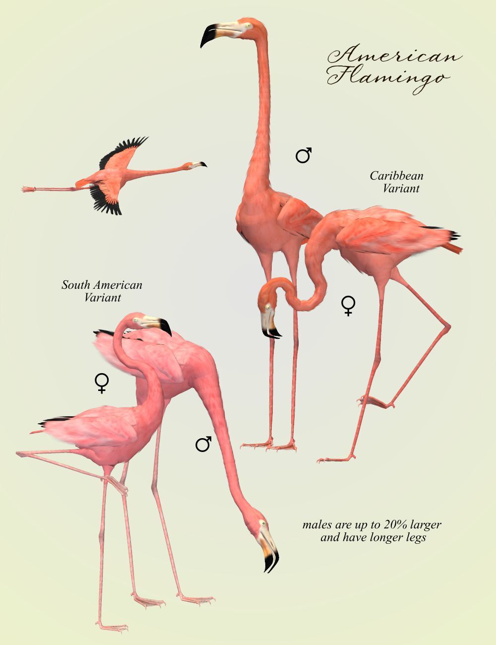 Songbird ReMix Flamingos by N/A