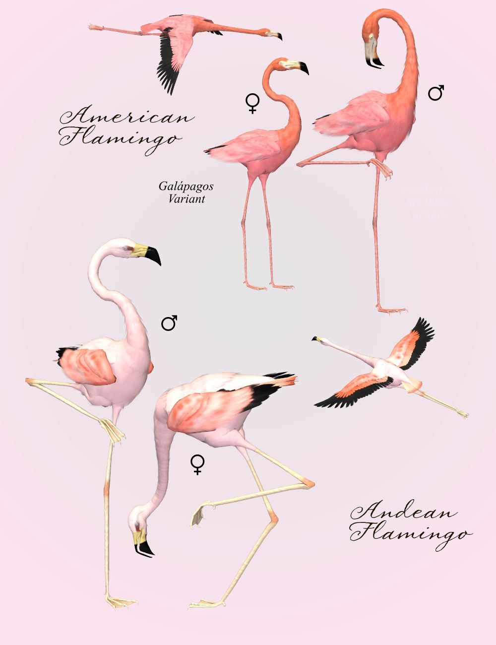 Songbird ReMix Flamingos by N/A