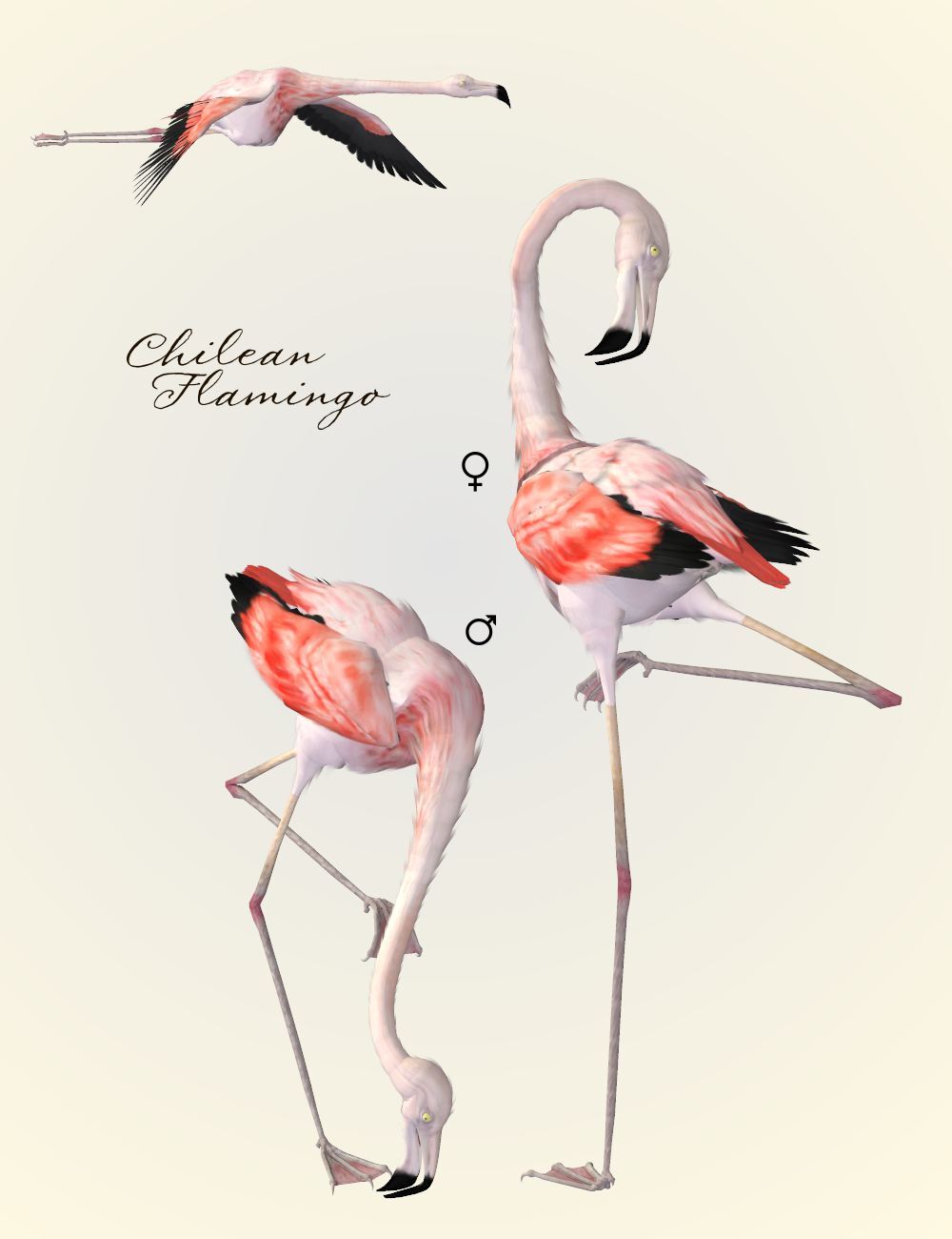 Songbird ReMix Flamingos by N/A