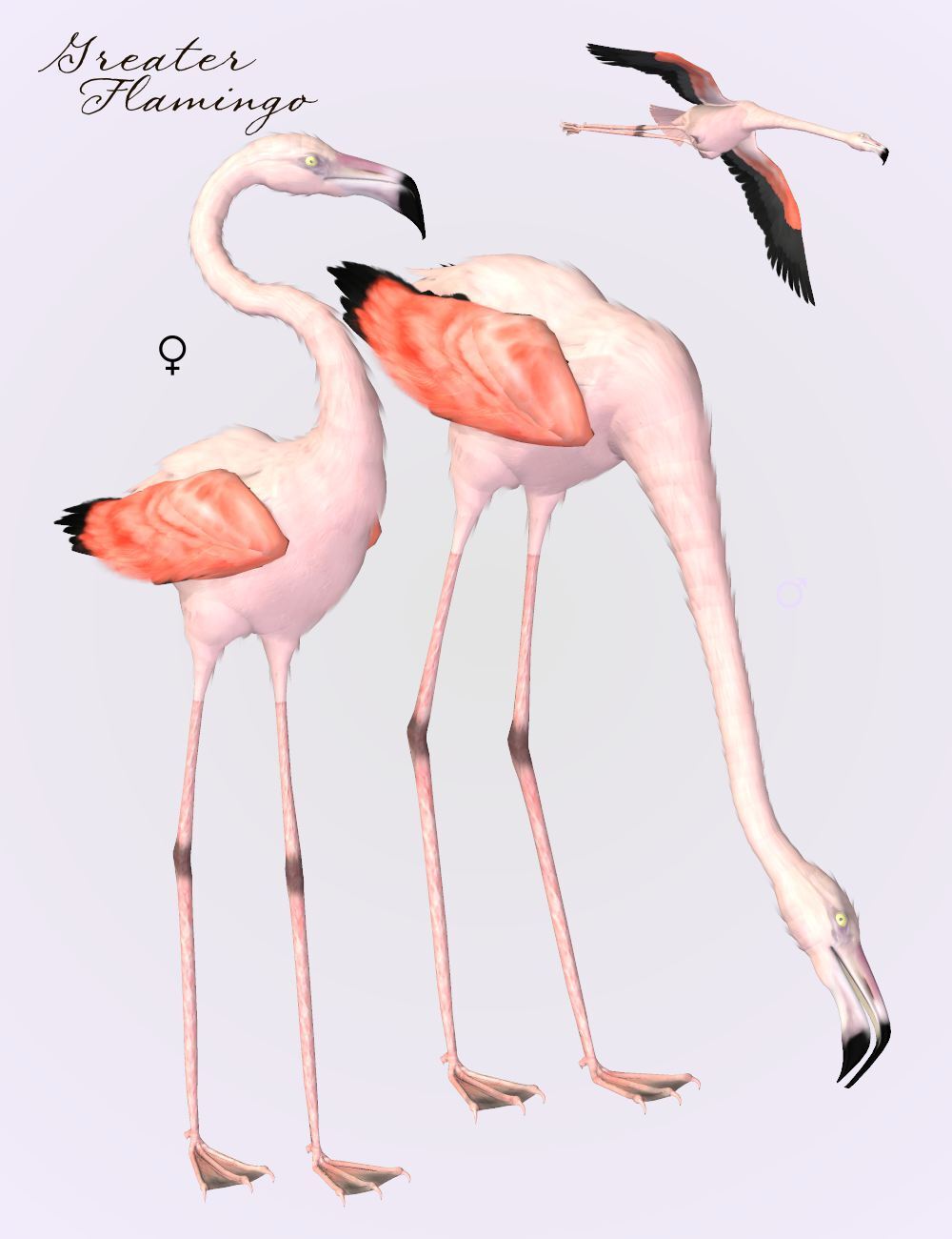 Songbird ReMix Flamingos by N/A