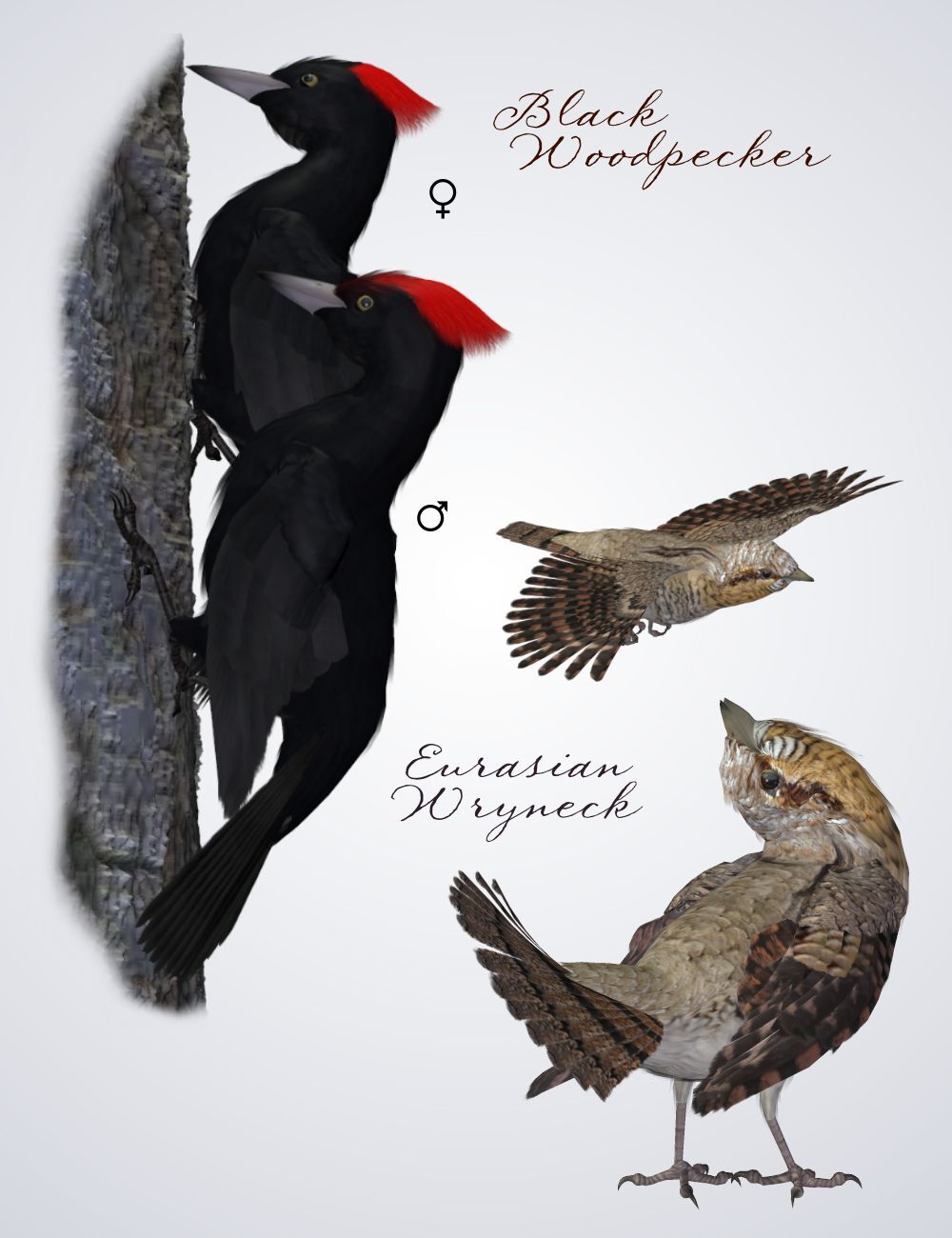 Songbird ReMix European Edition 2 by N/A