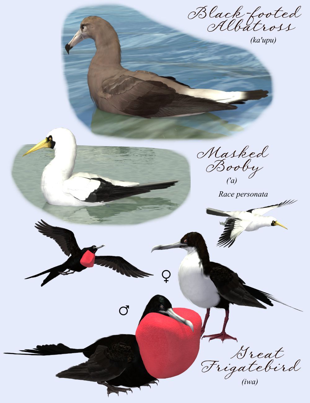 Songbird ReMix Hawaii by N/A