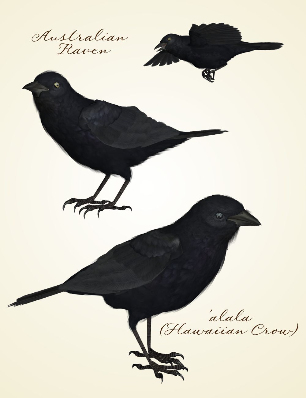 Songbird ReMix Corvus corvus by N/A