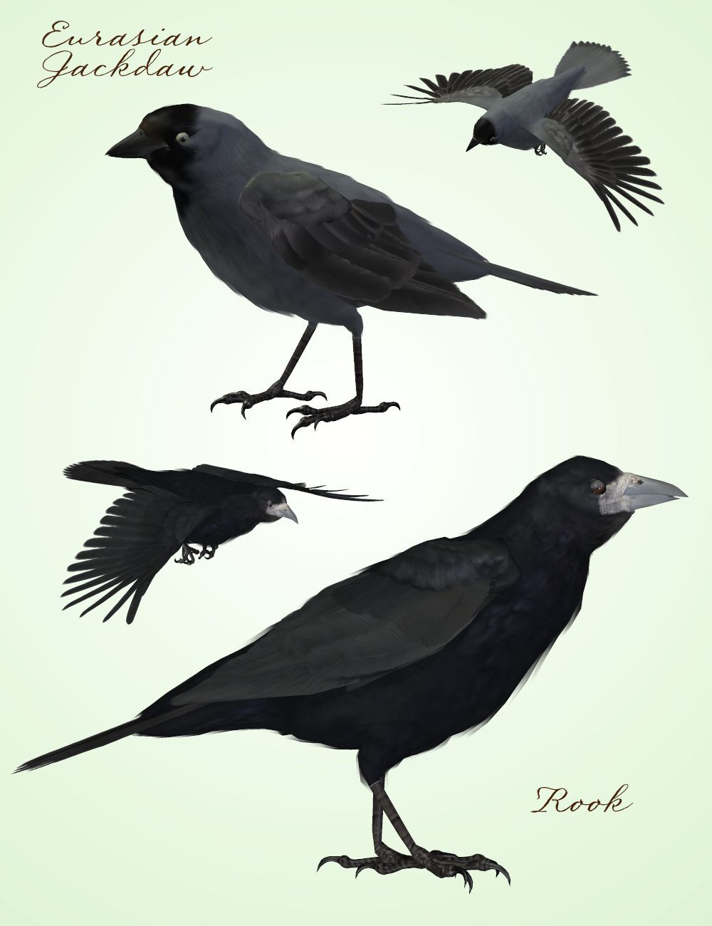 Songbird ReMix Corvus corvus by N/A