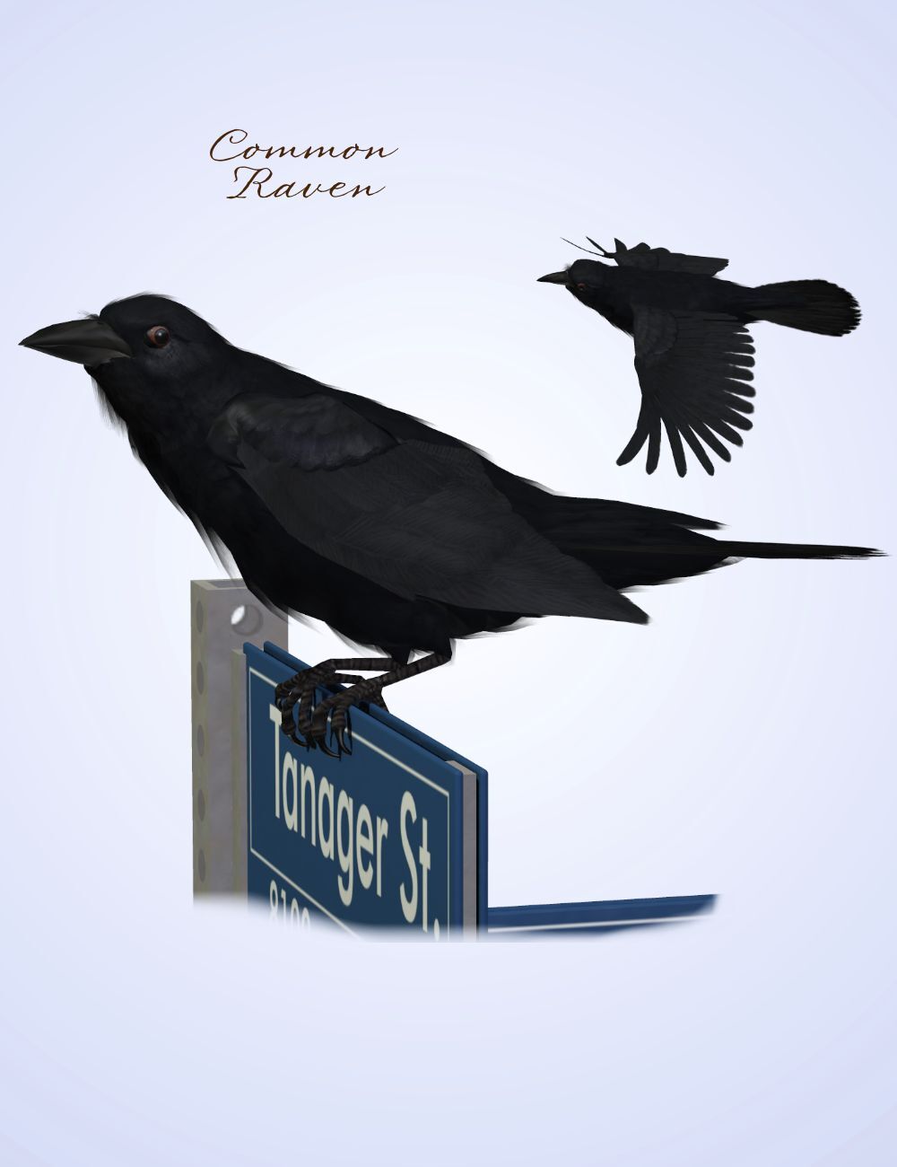 Songbird ReMix Corvus corvus by N/A