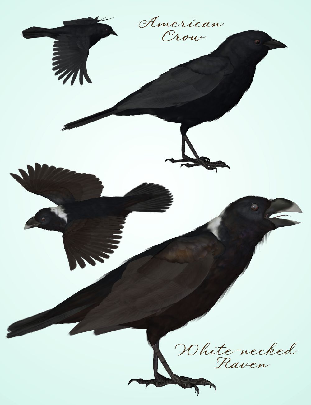 Songbird ReMix Corvus corvus by N/A