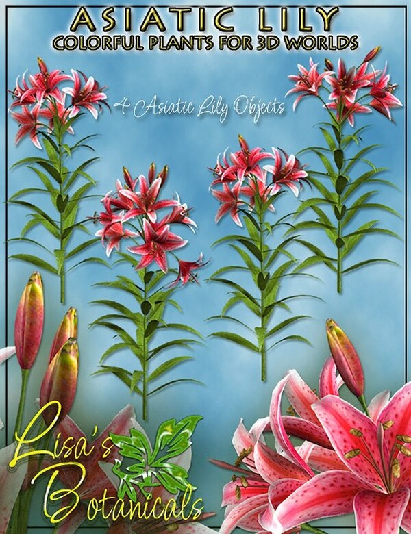 Lisa's Botanicals - Asiatic Lily by N/A