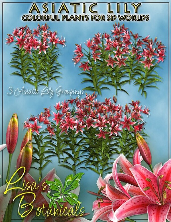 Lisa's Botanicals - Asiatic Lily by N/A