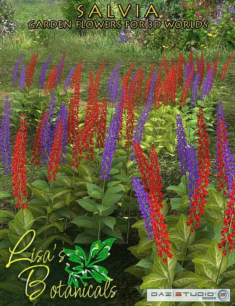 Lisa's Botanicals - Salvia by N/A
