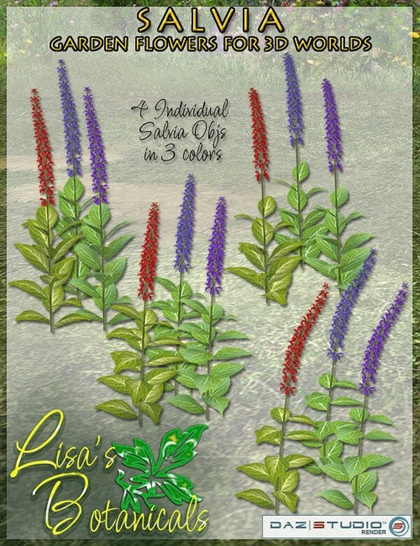 Lisa's Botanicals - Salvia by N/A