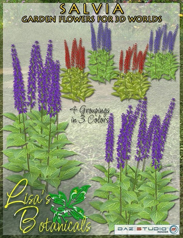 Lisa's Botanicals - Salvia by N/A