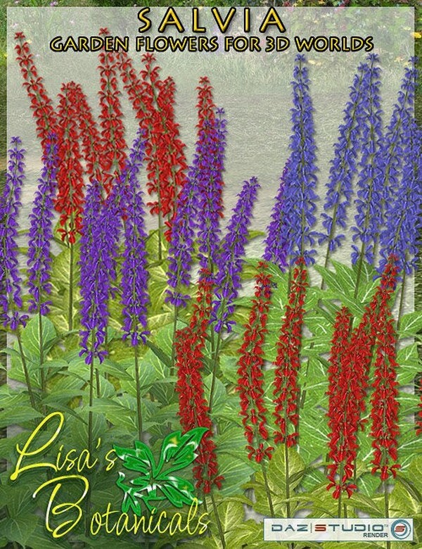 Lisa's Botanicals - Salvia by N/A