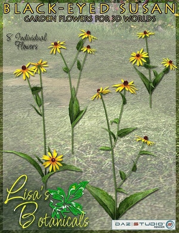 Lisa's Botanicals - Black-Eyed Susan by N/A