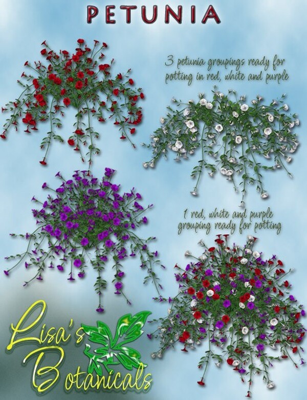 Lisa's Botanicals - Petunia by N/A