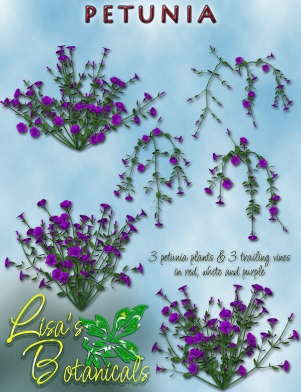 Lisa's Botanicals - Petunia by N/A