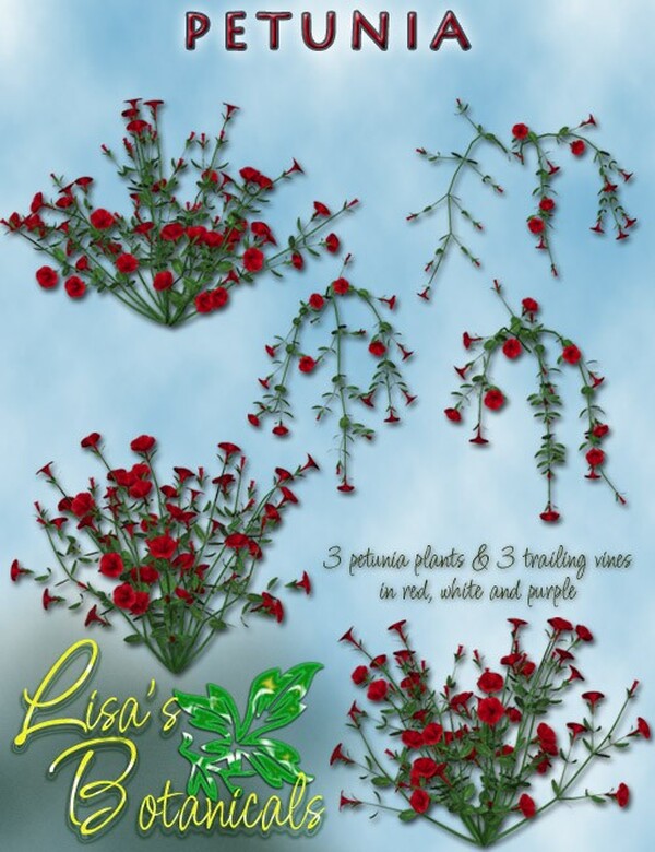 Lisa's Botanicals - Petunia by N/A