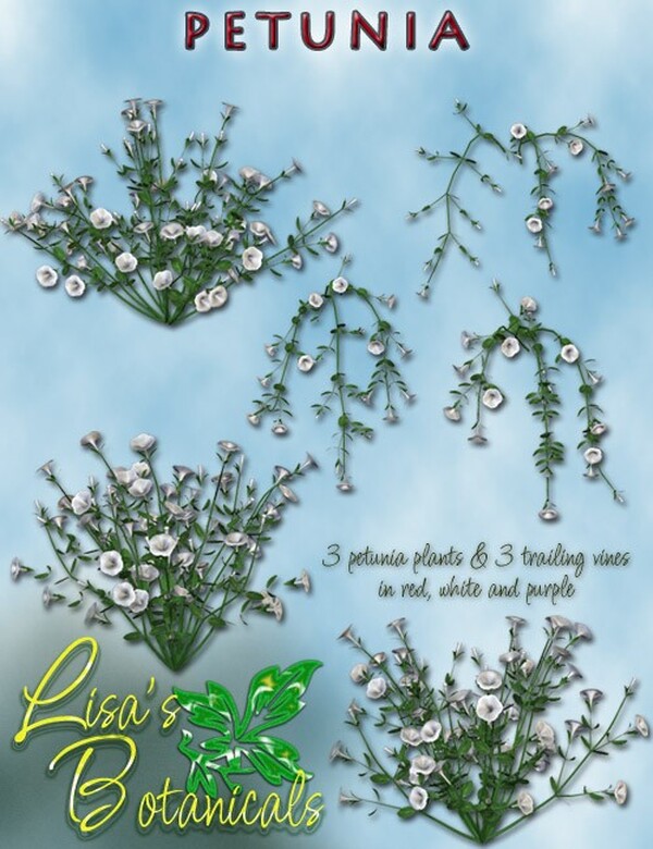 Lisa's Botanicals - Petunia by N/A