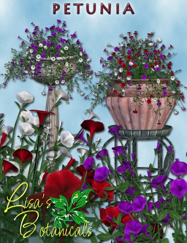 Lisa's Botanicals - Petunia by N/A