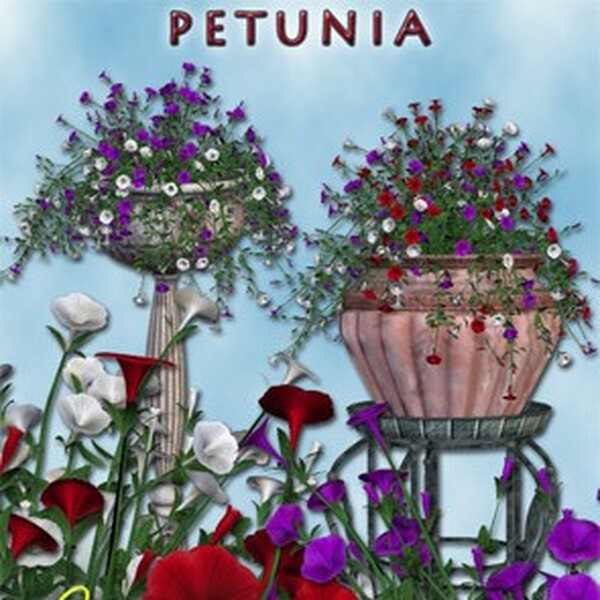Lisa's Botanicals - Petunia by N/A
