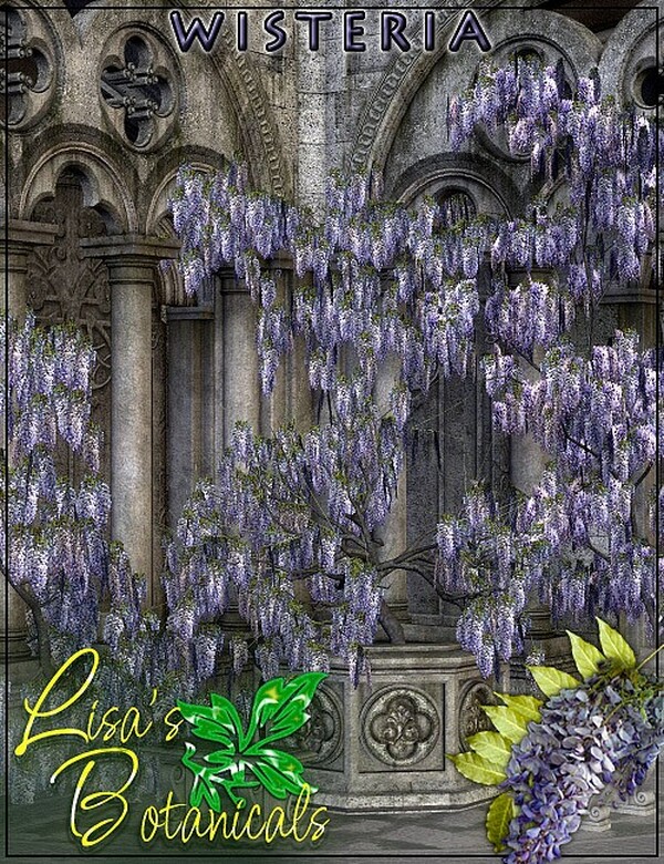 Lisa's Botanicals - Wisteria by N/A