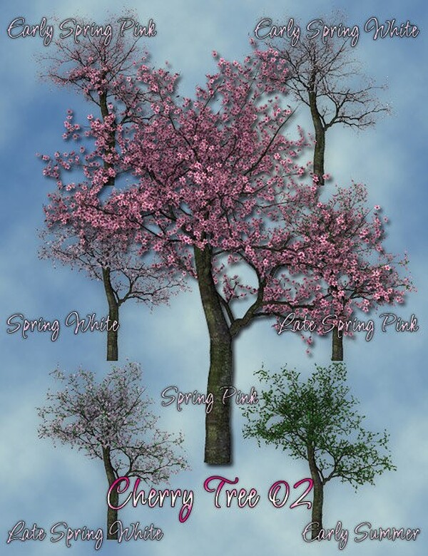 Lisa's Botanicals Cherry Trees by N/A