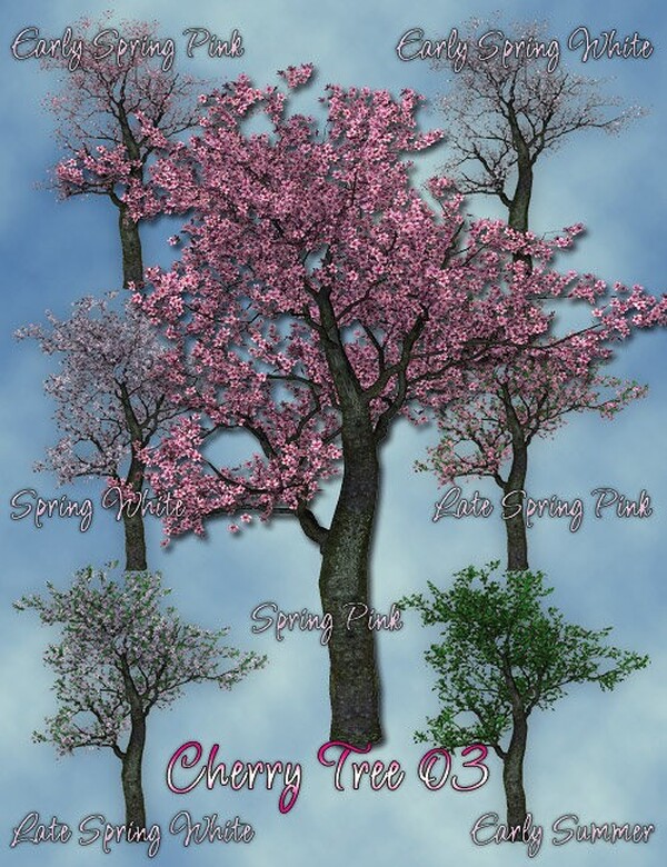 Lisa's Botanicals Cherry Trees by N/A